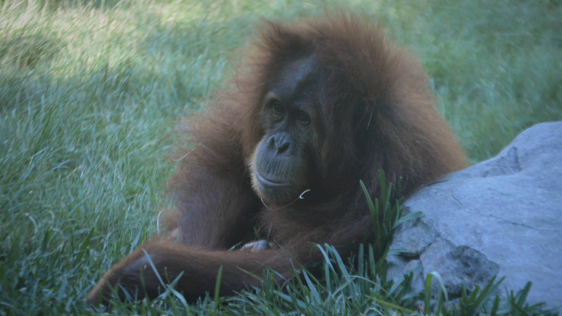 Pongo abelii "Aisha"