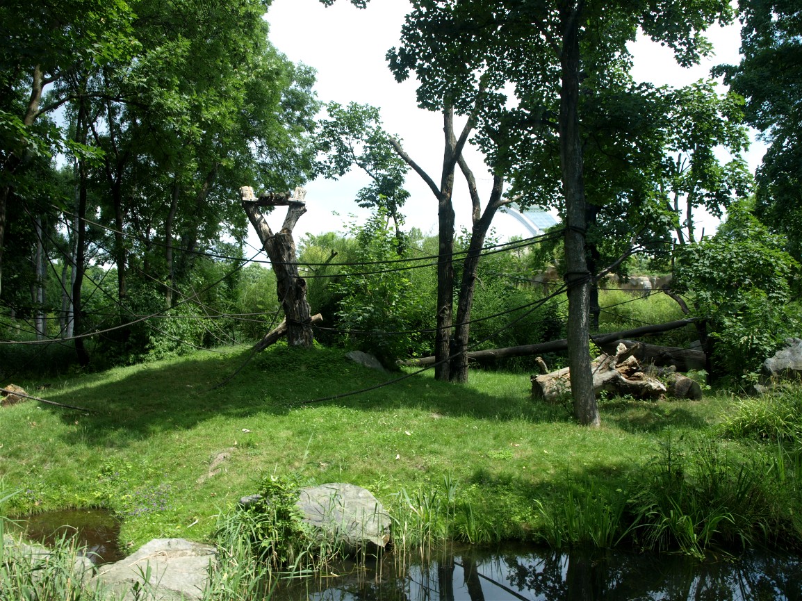 Pongoland - Bonobo enclosure