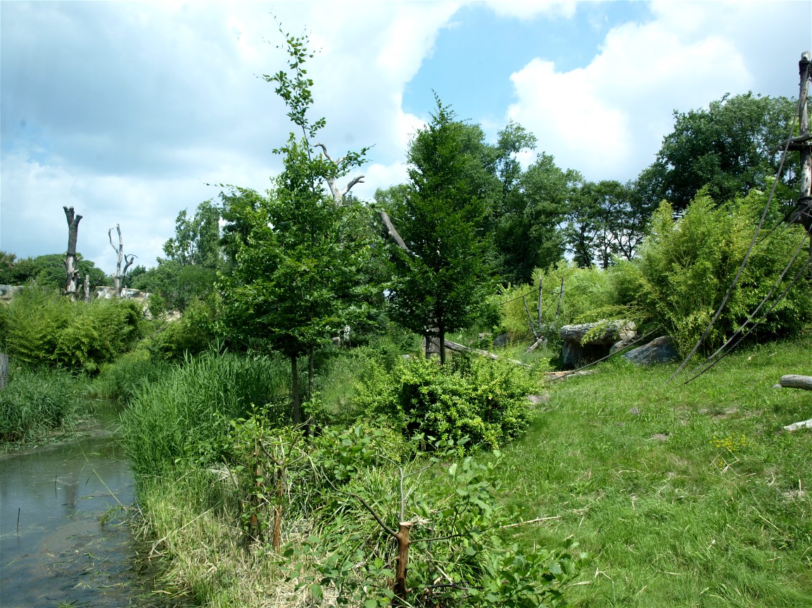 Pongoland - Chimpanzee enclosure