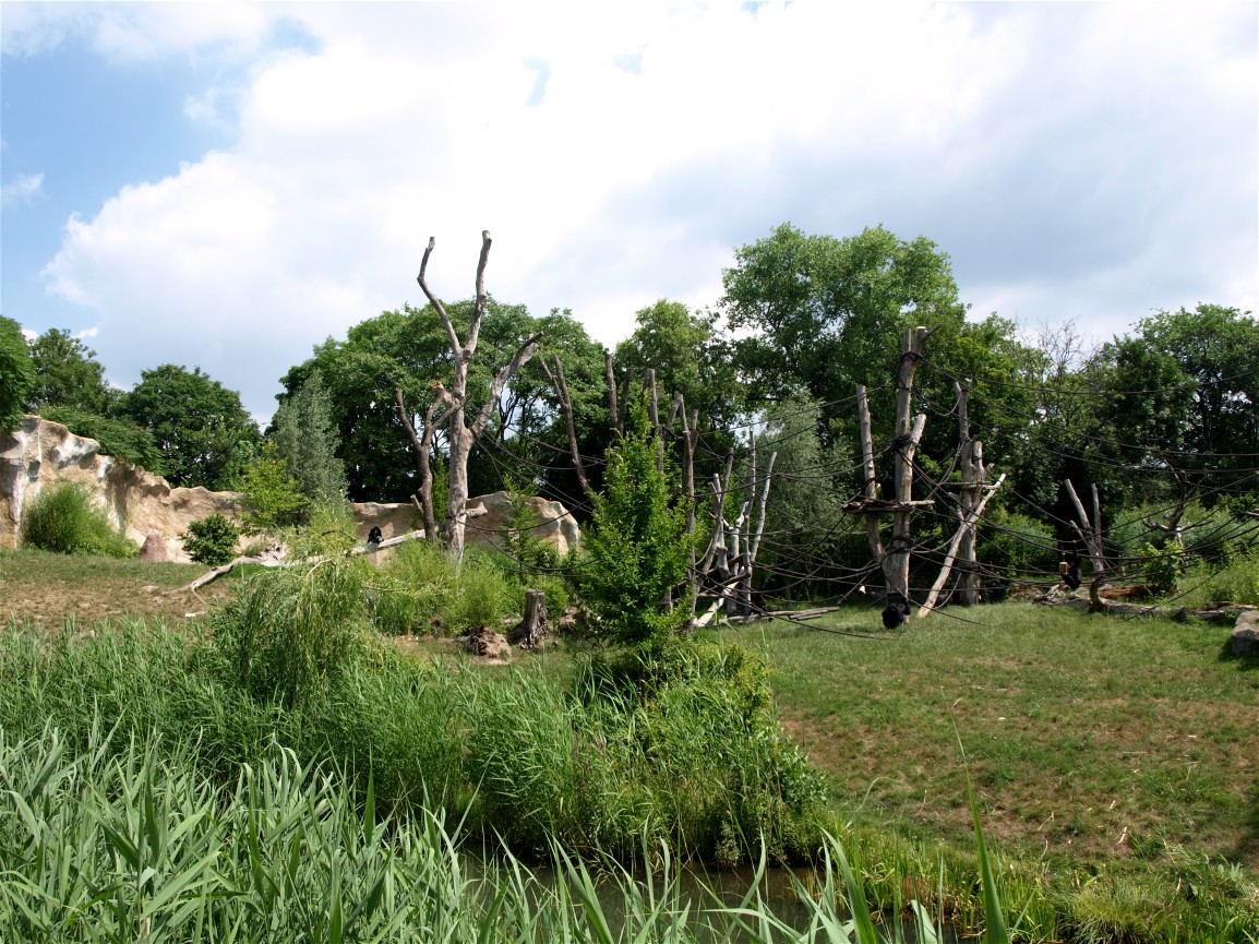 Pongoland - Chimpanzee enclosure