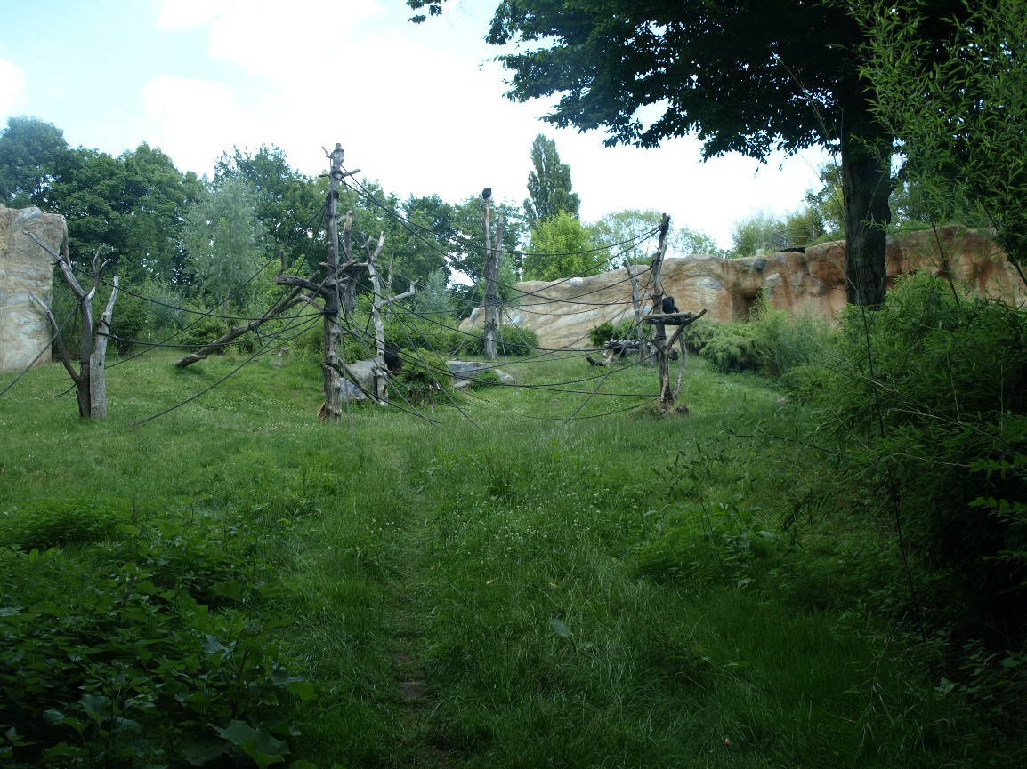 Pongoland - Chimpanzee enclosure