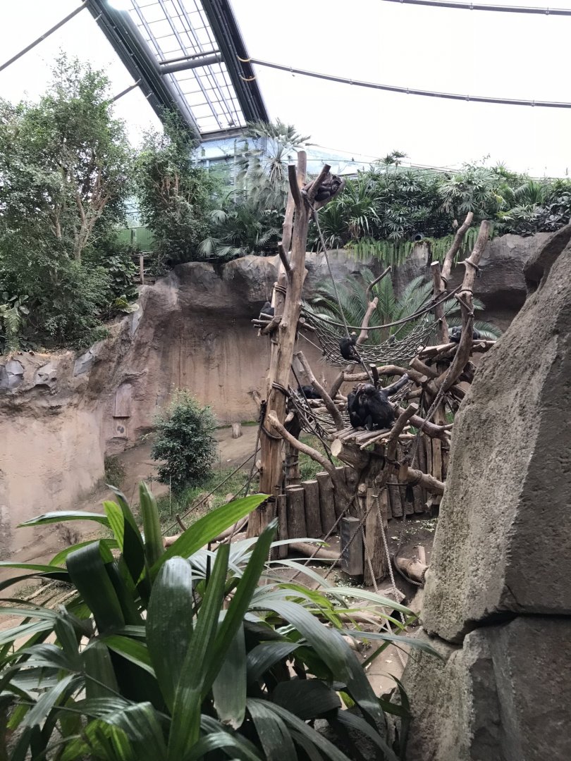 Pongoland - Chimpanzee indoor exhibit 280118