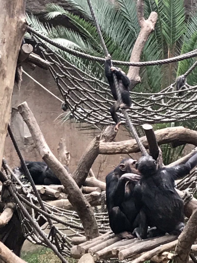 Pongoland - Chimpanzee indoor exhibit 280118