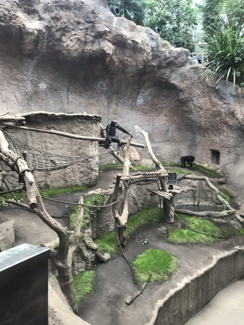 Pongoland - Chimpanzee indoor exhibit 280118