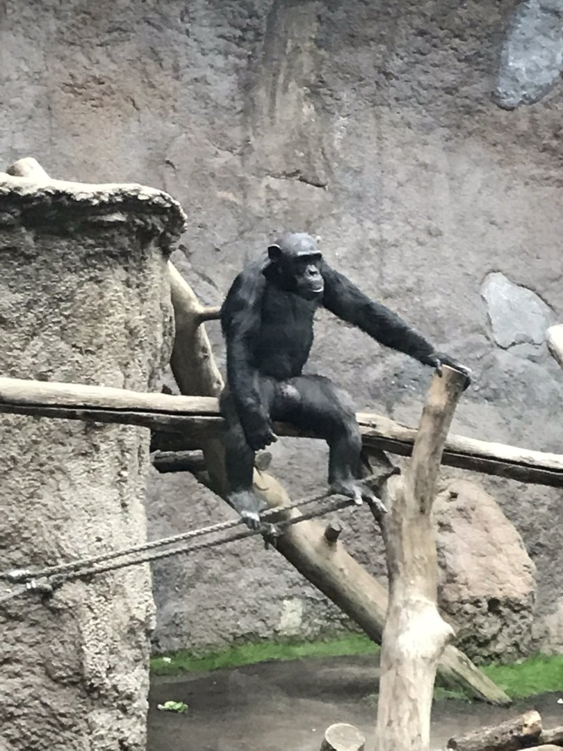 Pongoland - Chimpanzee indoor exhibit 280118