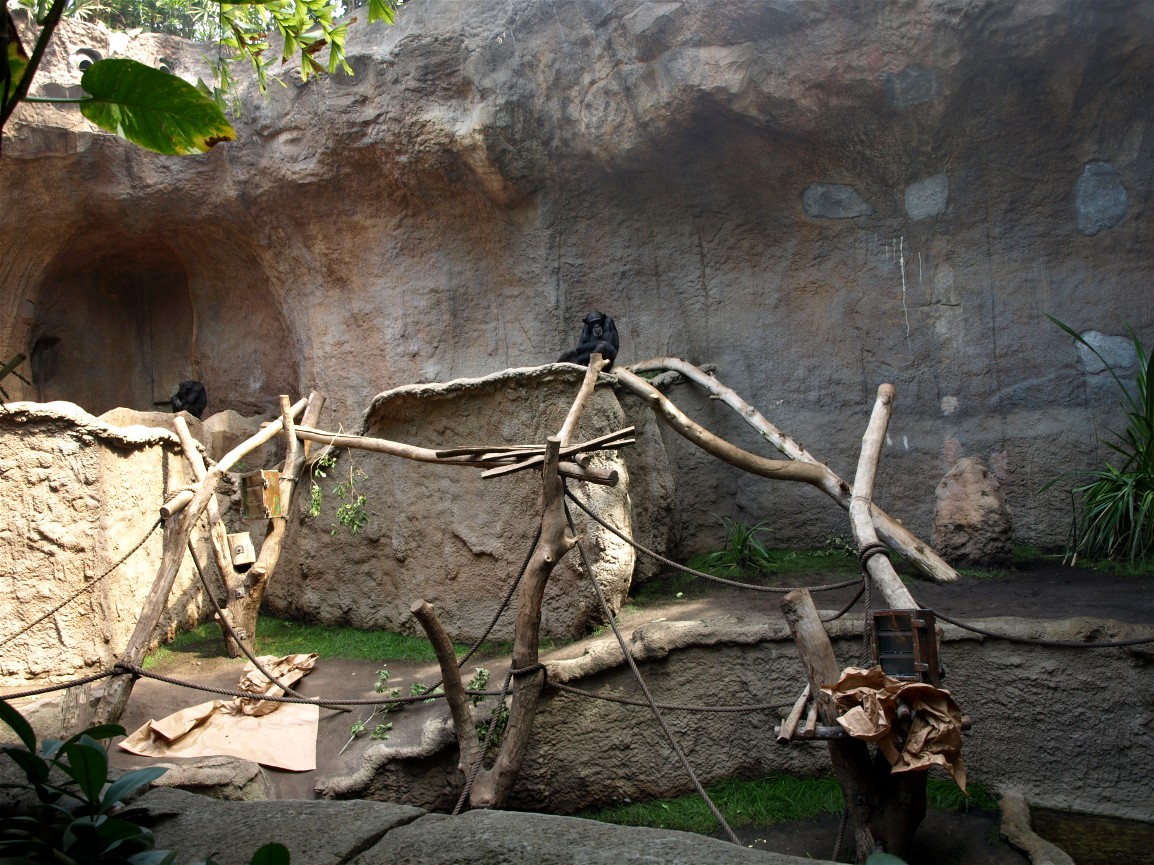 Pongoland - Chimpanzee indoor