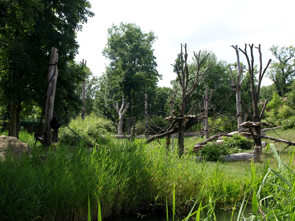 Pongoland - Gorilla enclosure