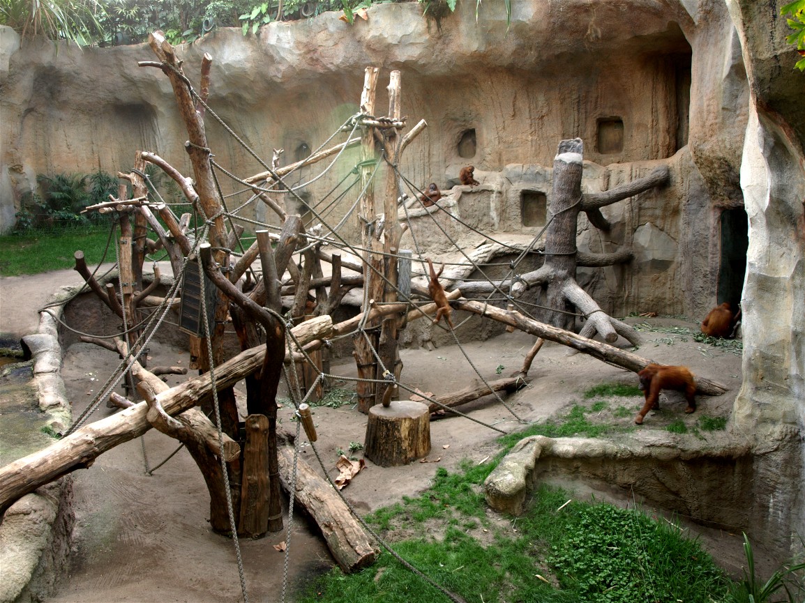 Pongoland - Orangutan indoor