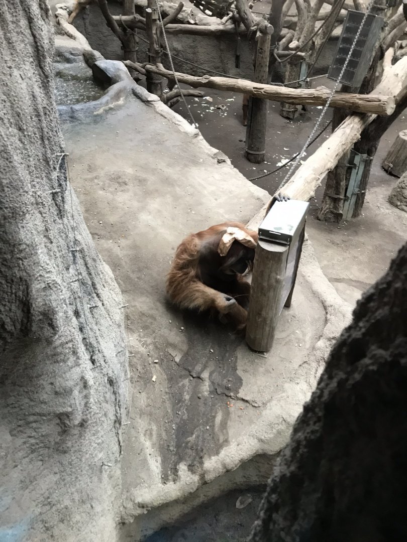 Pongoland - Sumatran orang-utan 280118