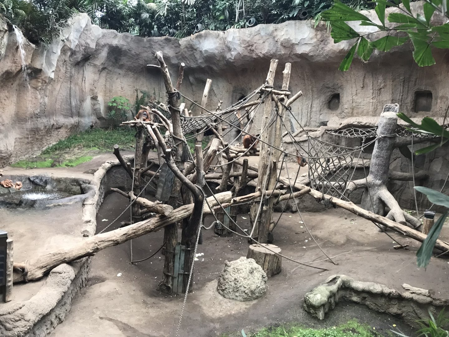 Pongoland - Sumatran orang-utan  indoor exhibit 280118