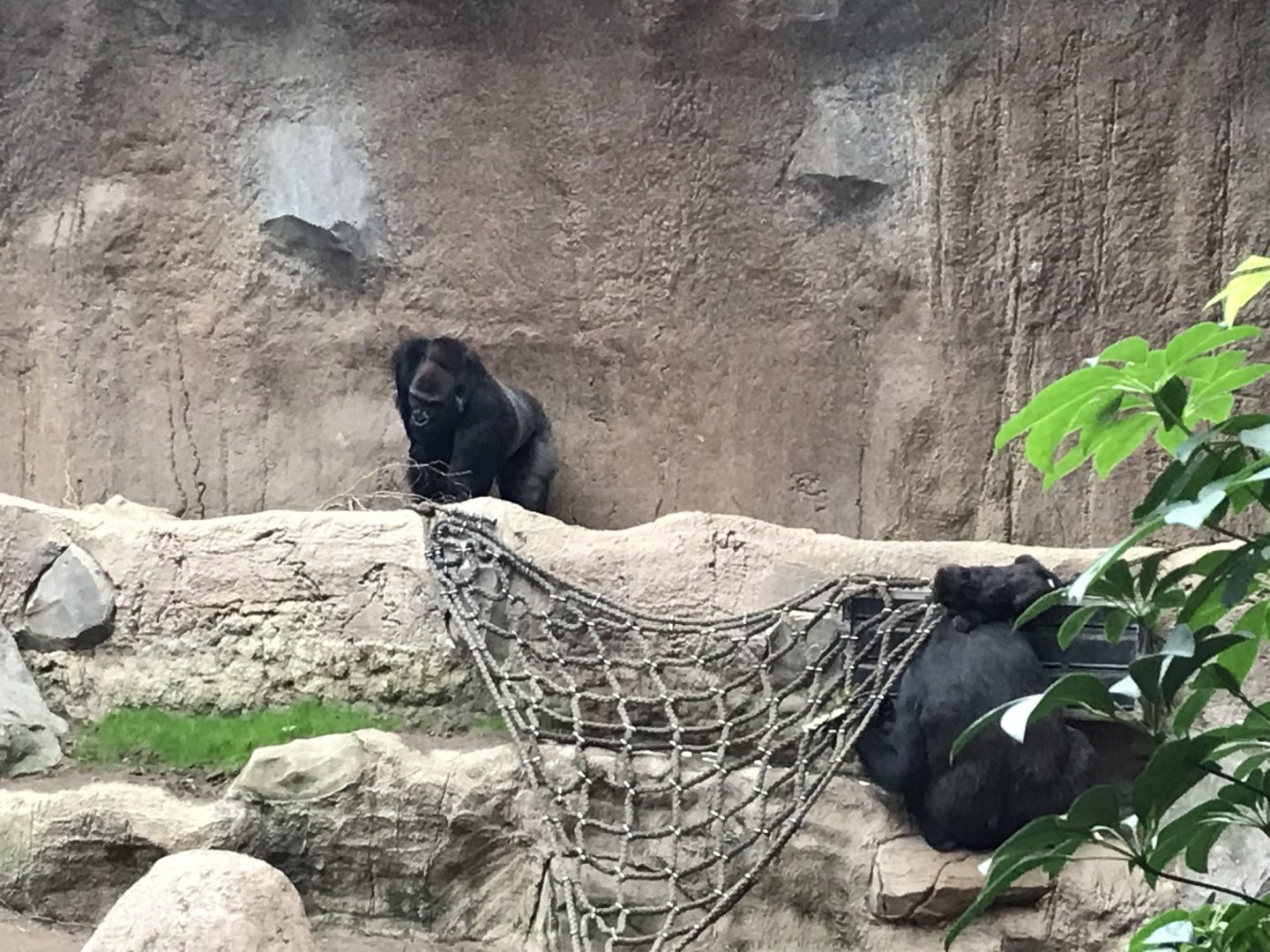 Pongoland - Western lowland gorilla indoor exhibit 280118