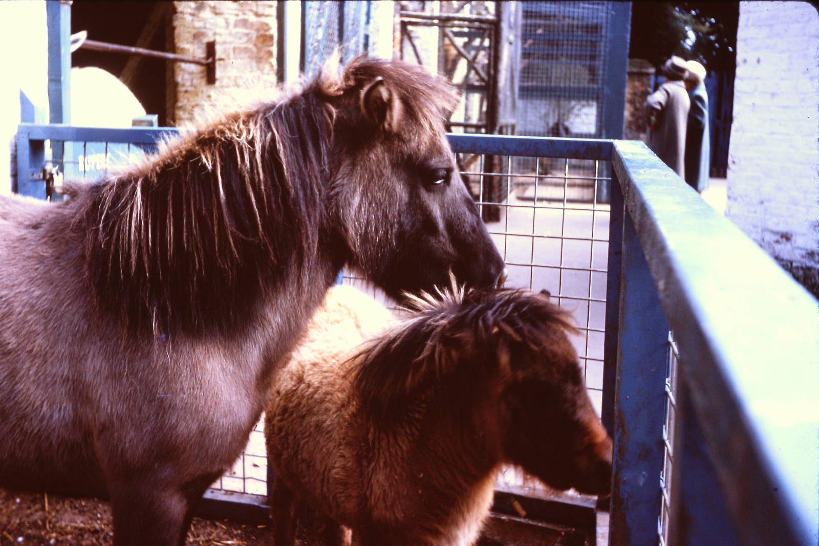 Ponies, 1964