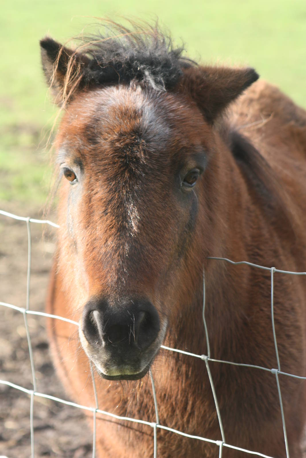 Pony, 29th October 2014