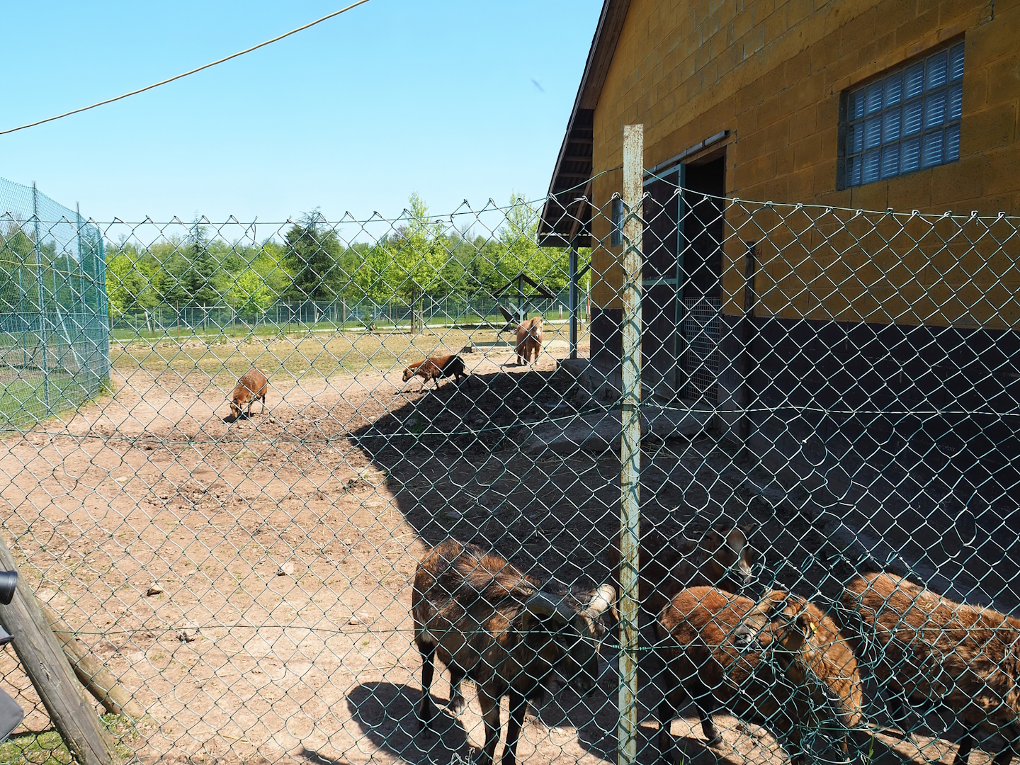 Pony and Cameroon sheep paddock, 2023-05-19