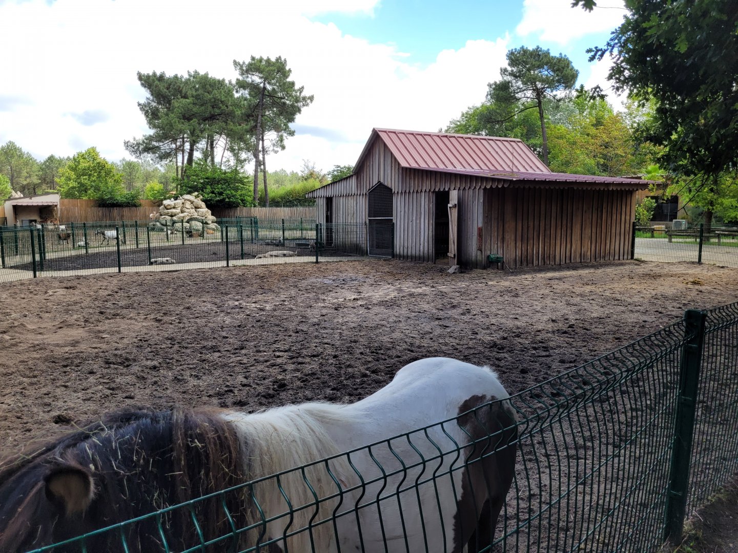 Pony and Domestic donkey exhibit exhibit -Zoo du bassin d'Arcachon (2024)