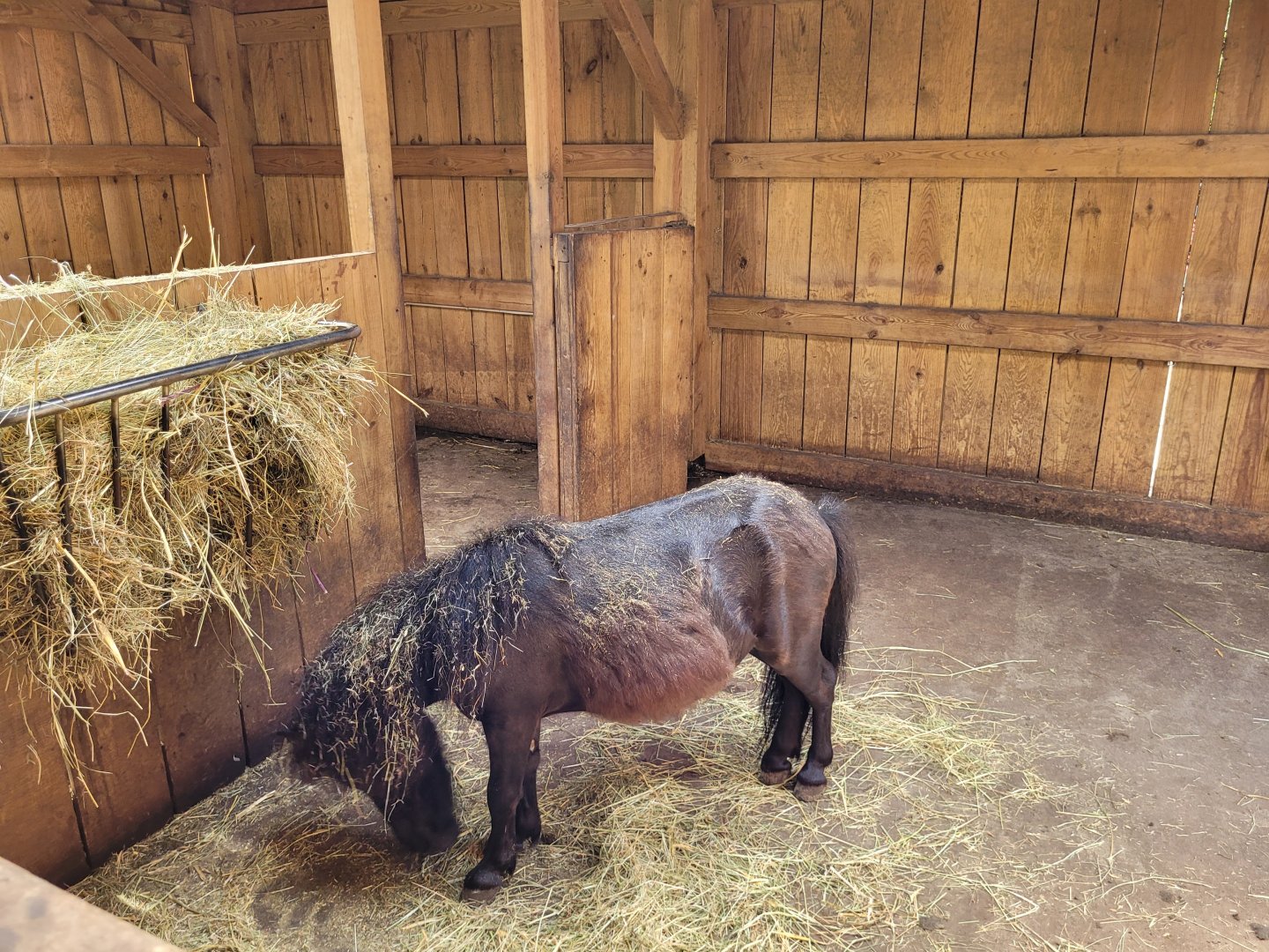 Pony and Domestic donkey indoors exhibit -Zoo du bassin d'Arcachon (2024)