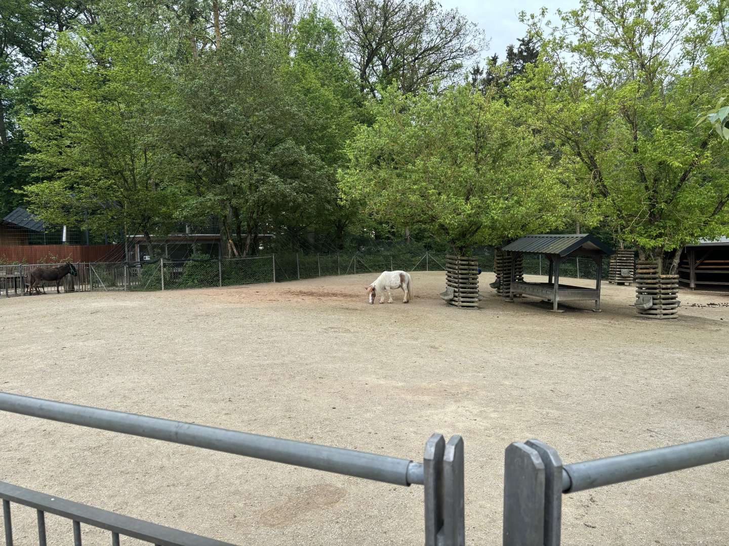 Pony and Donkey Paddock at Zoologischer Garten Hof
