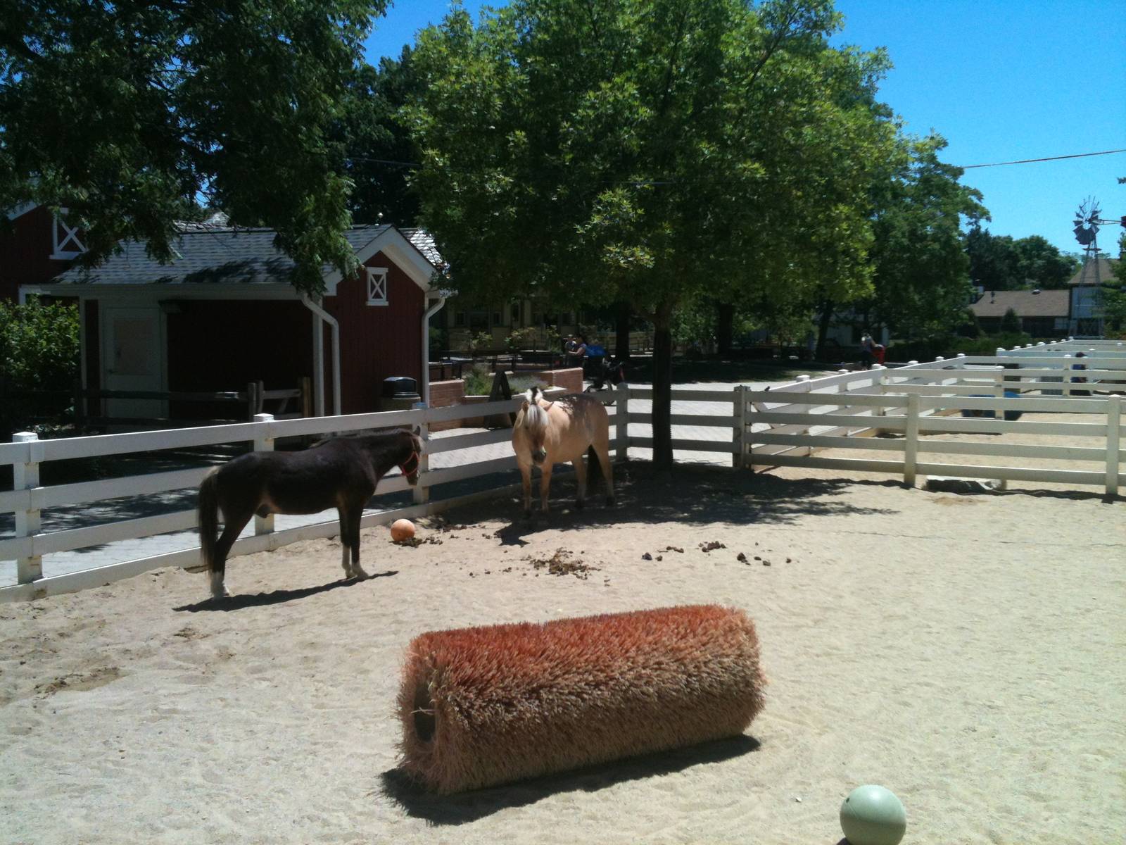 Pony and Horse- June 2012
