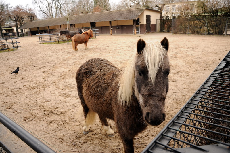 Pony at Hamburg