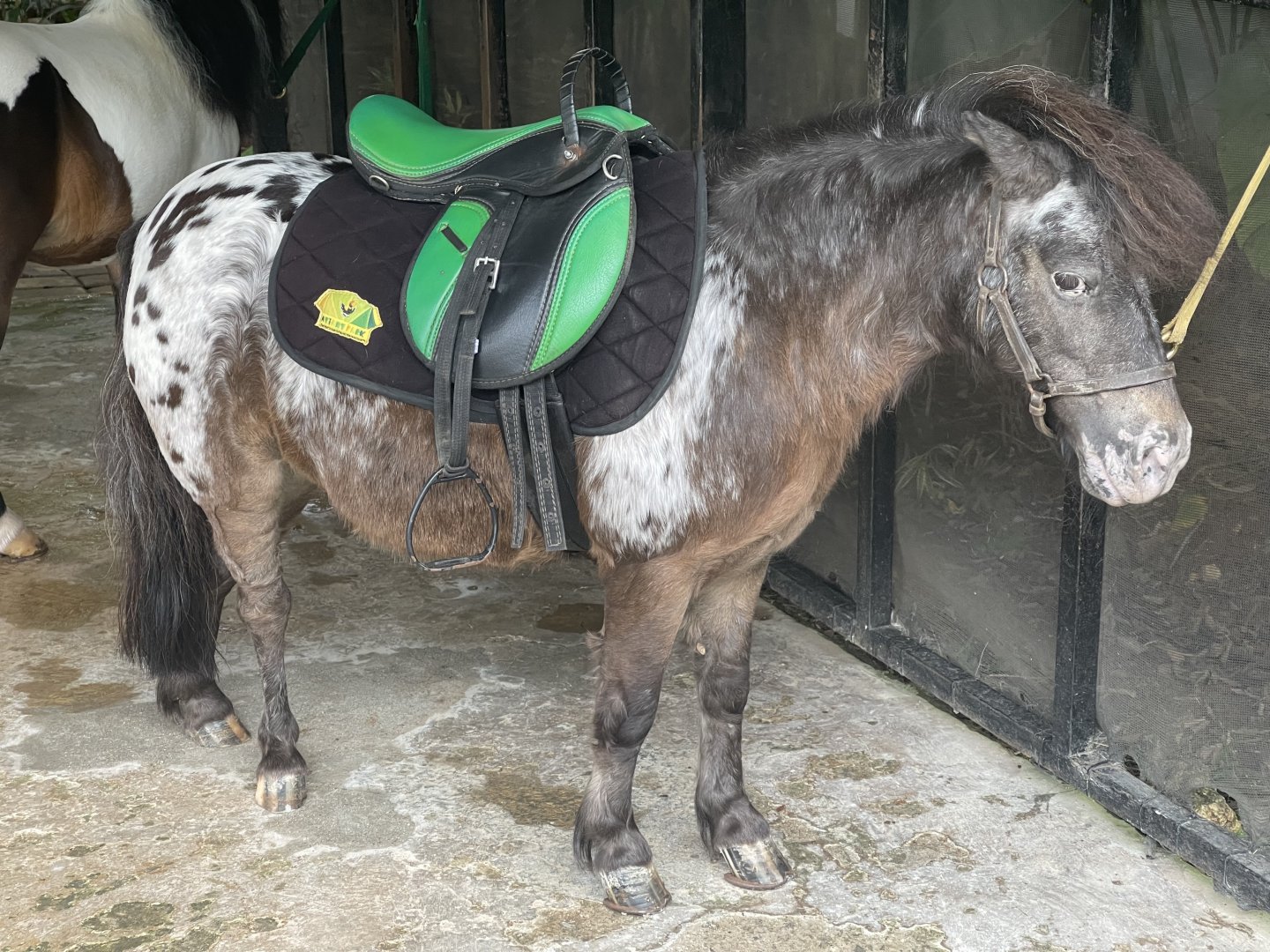 pony (equus caballus) - aviary park
