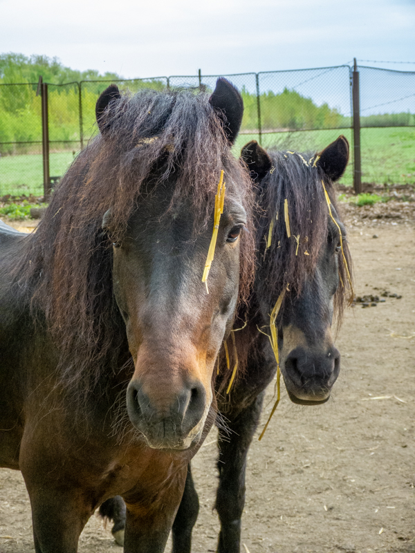 Pony / Equus caballus