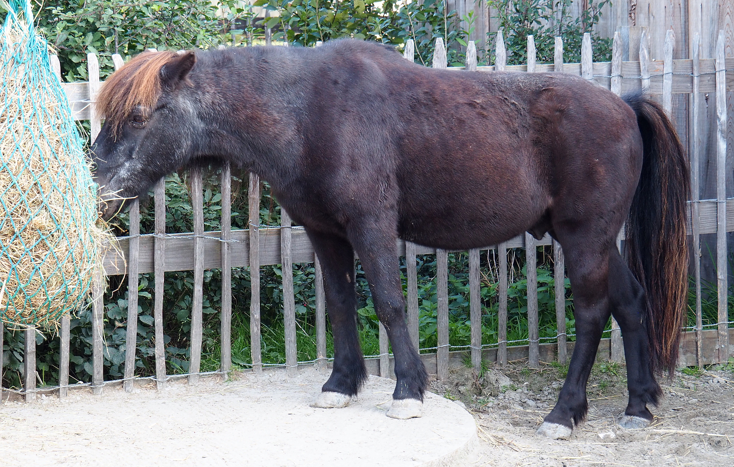 Pony (Equus ferus caballus), 2020-09-12