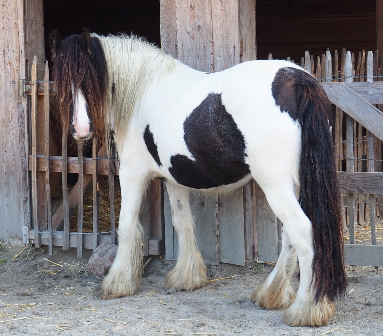Pony (Equus ferus caballus), 2020-09-12