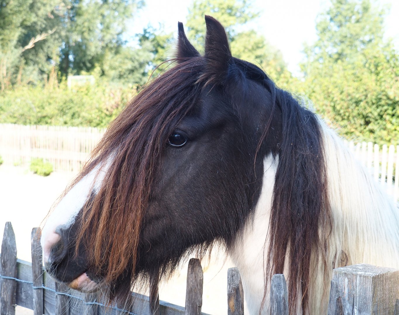 Pony (Equus ferus caballus), 2020-09-12