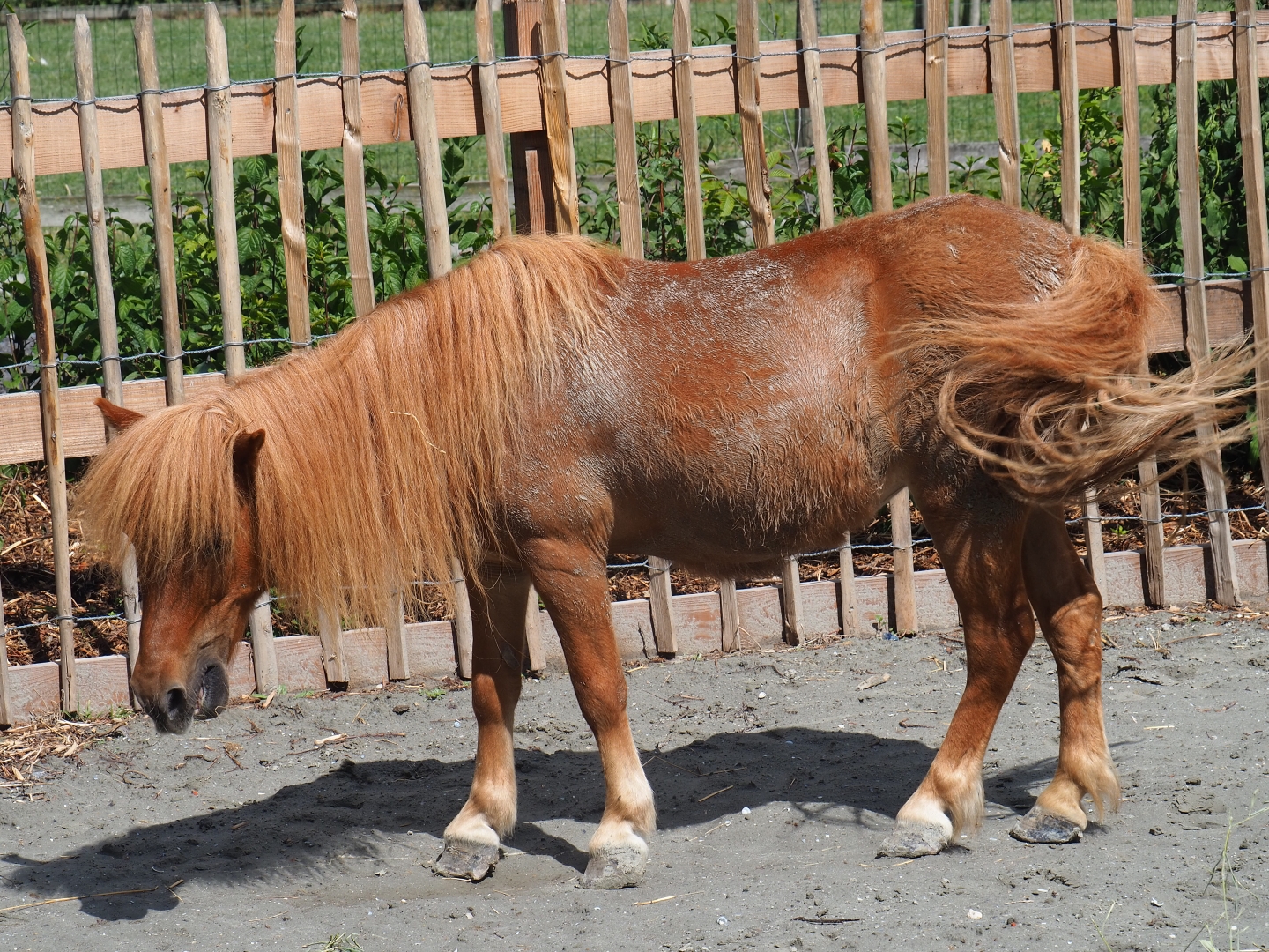 Pony (Equus ferus caballus)