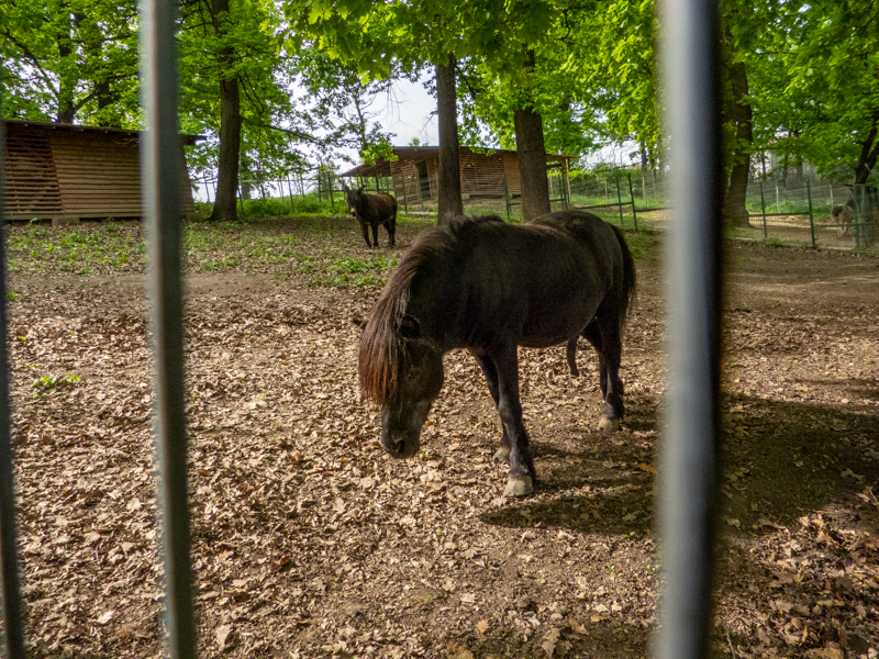 Pony (Equus ferus caballus)