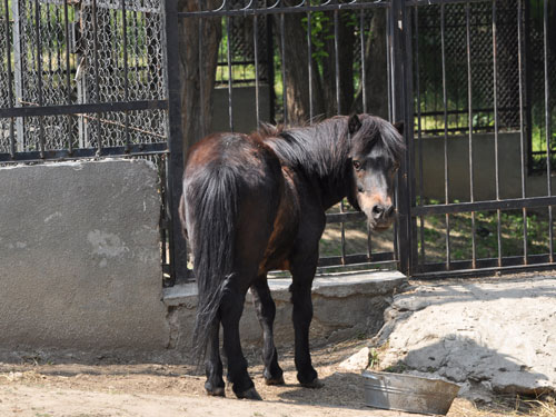 Pony in Kishinev Zoo