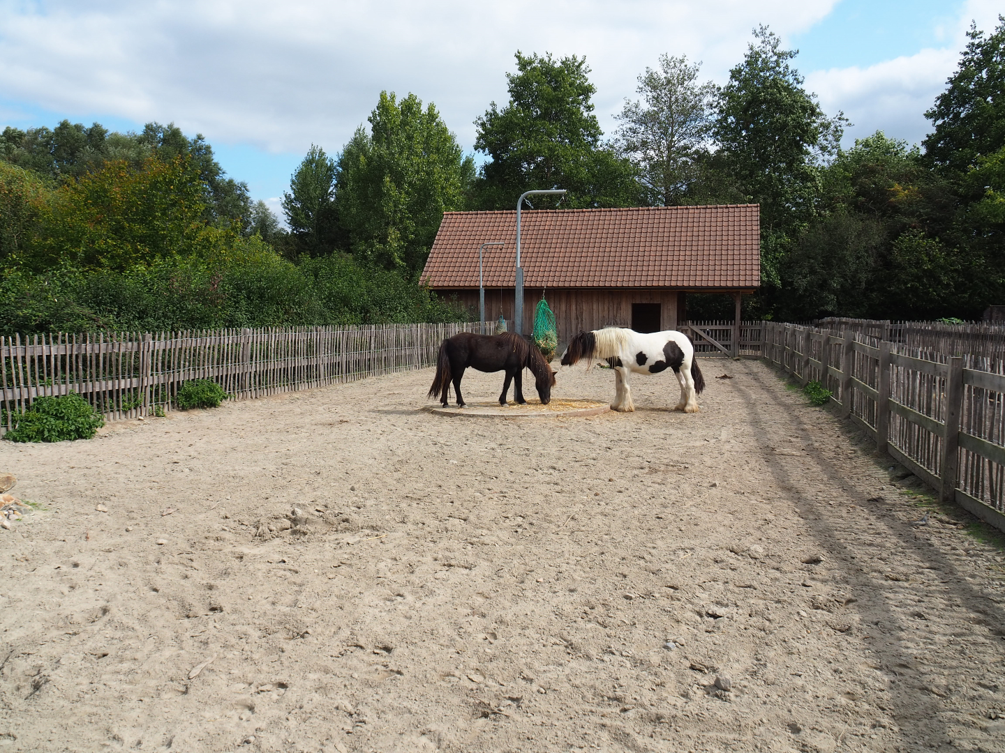 Pony paddock, 2020-09-12