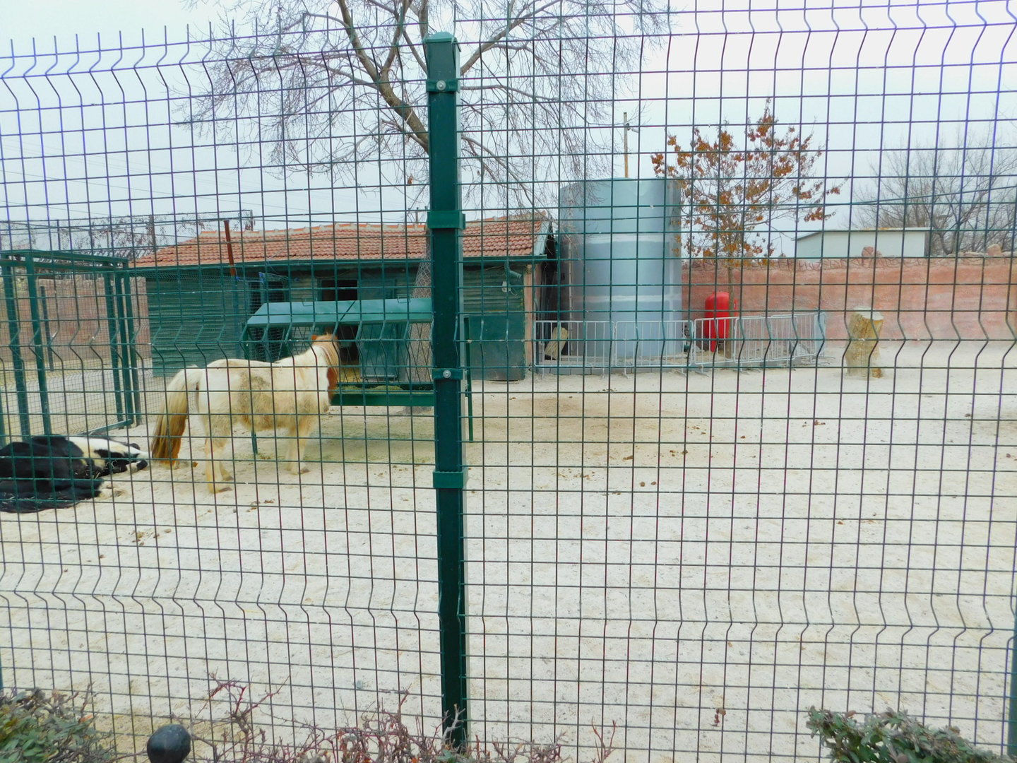 Pony Pen at the Karatay Zoo