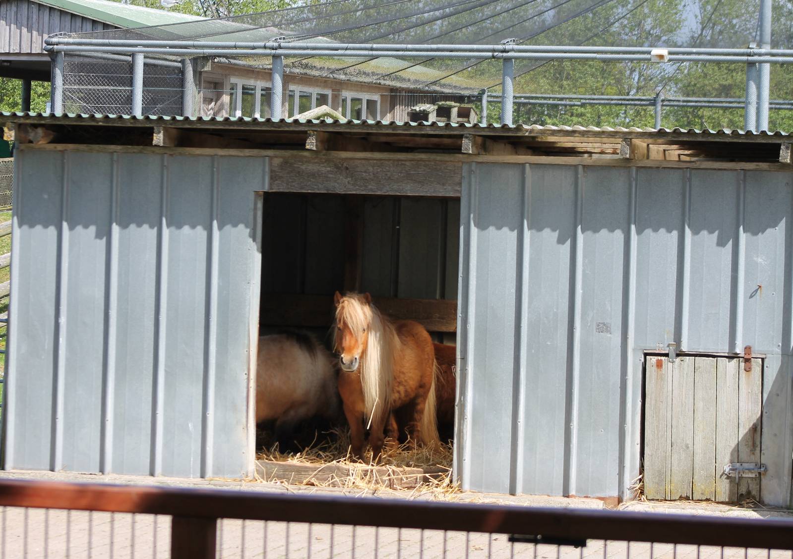 Pony-shed