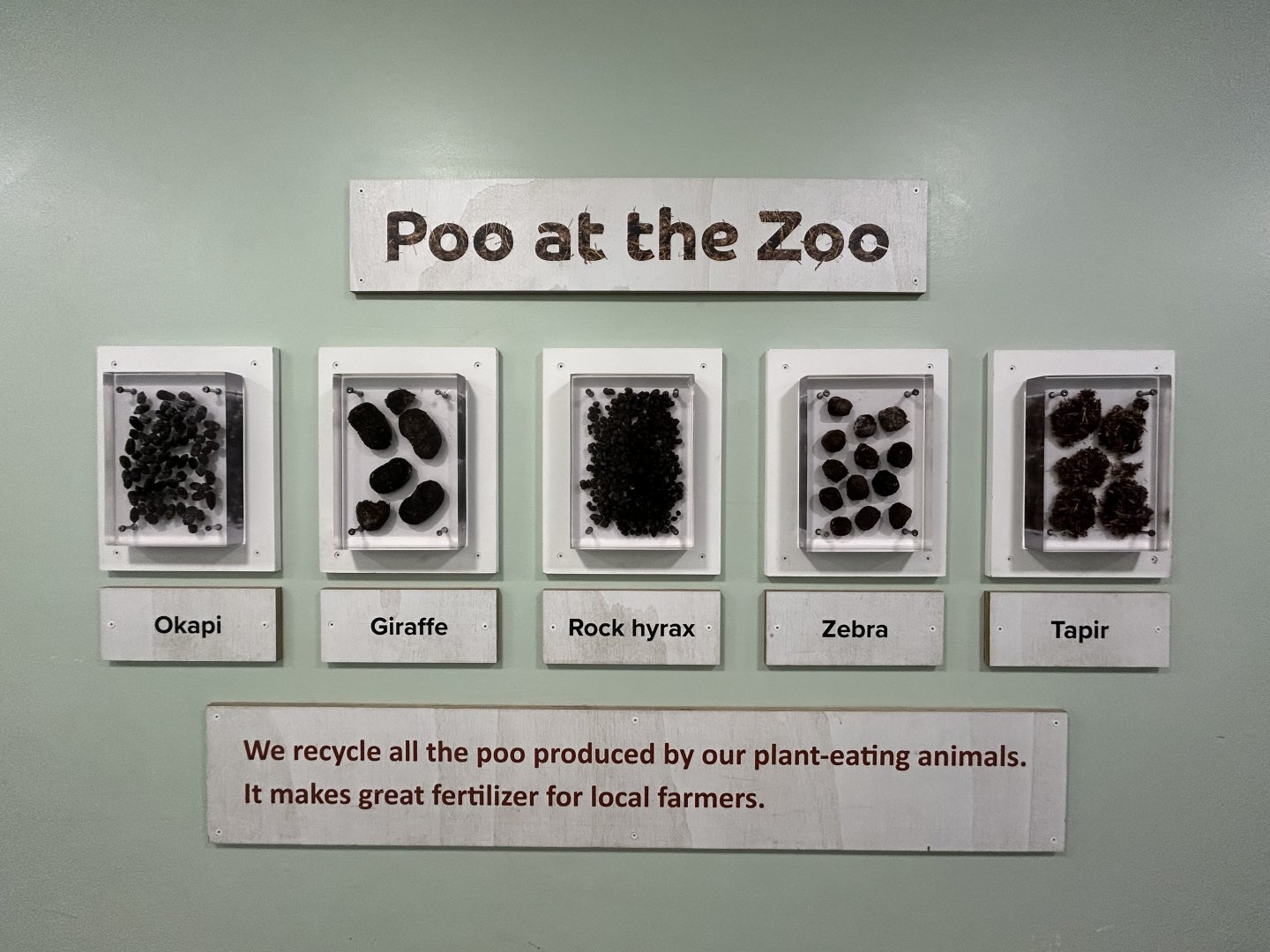 Poo at the Zoo Display