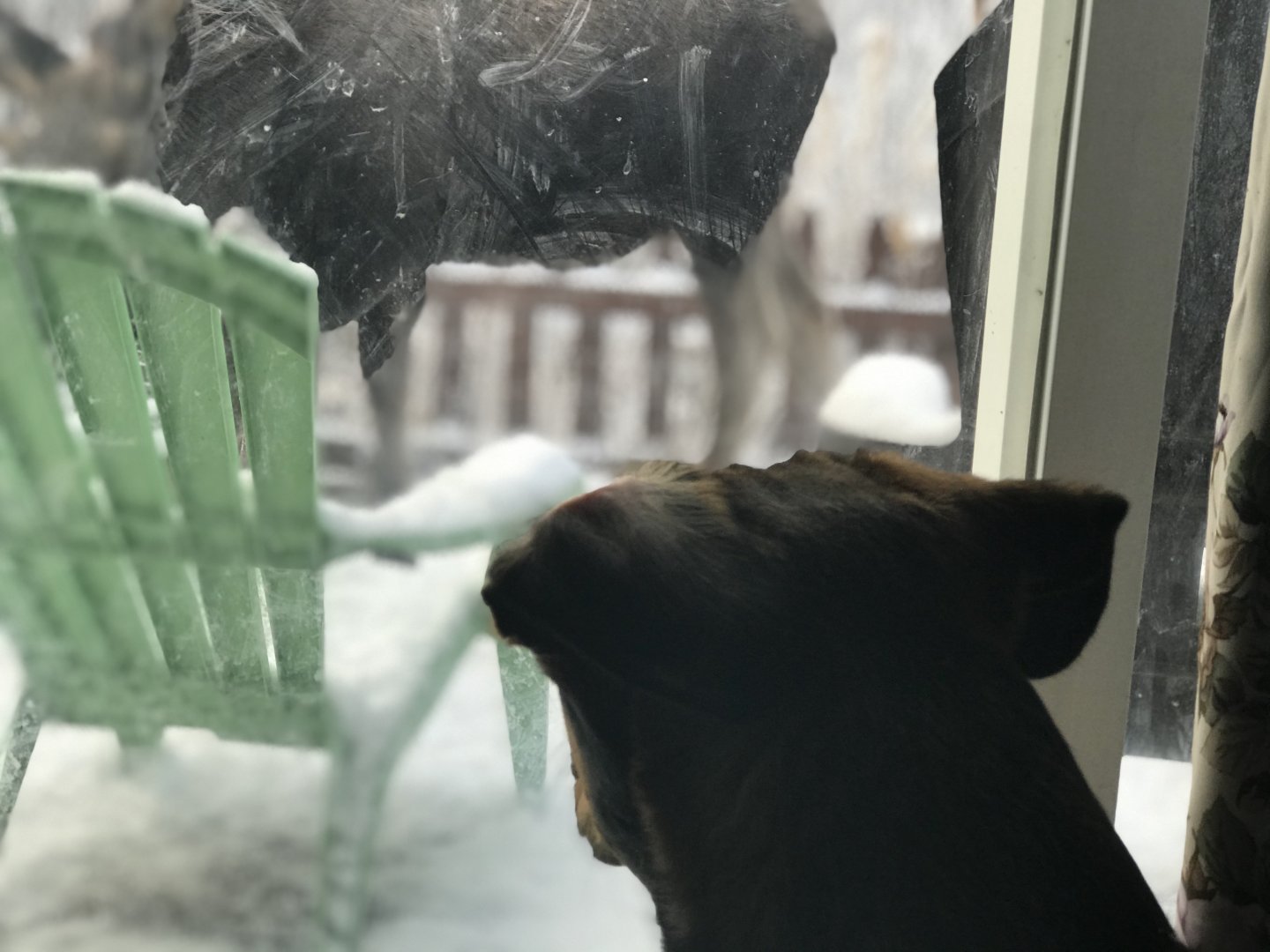 Pooka watching the Moose - Alaska