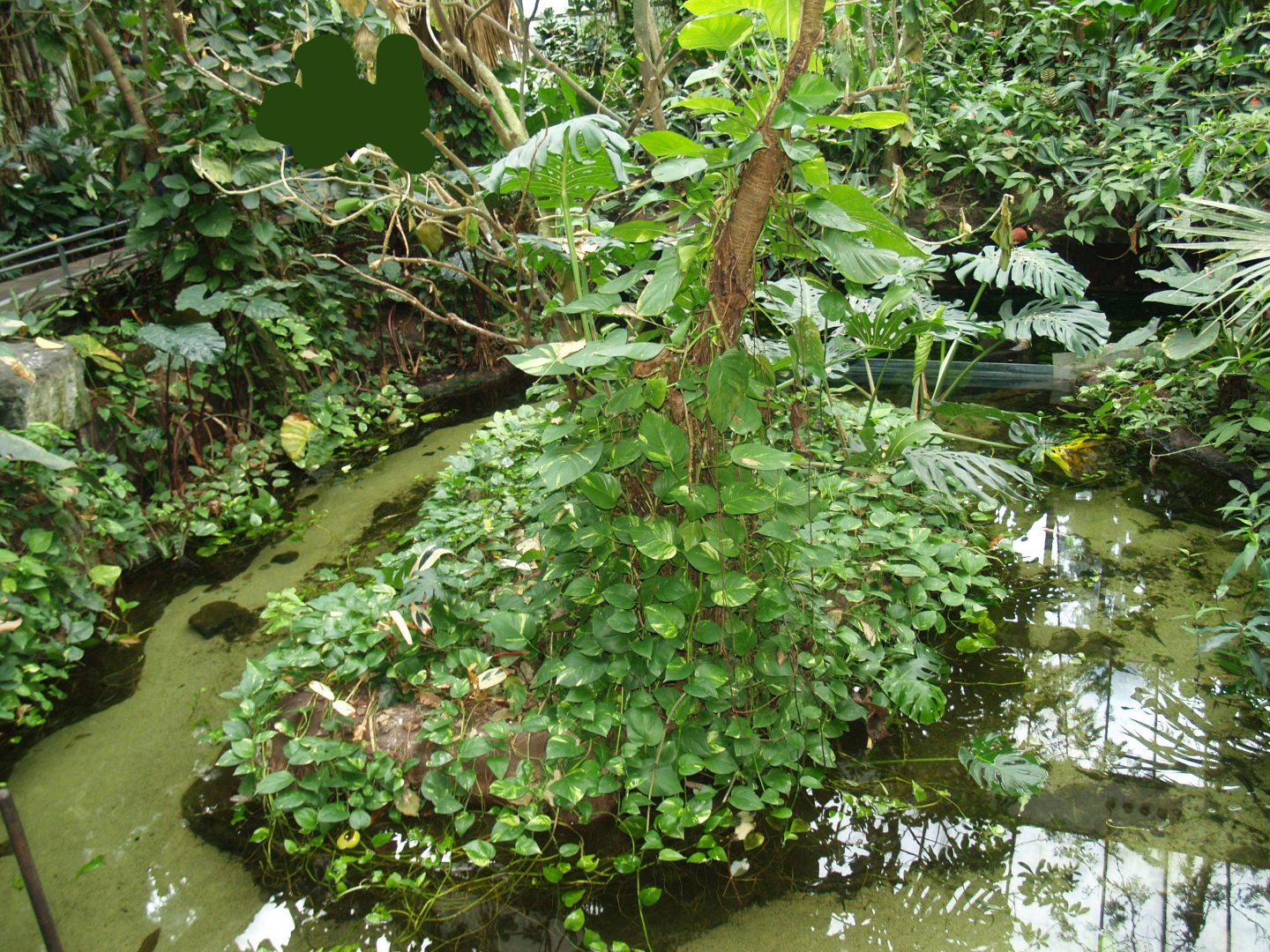 Pool and island in the Americasa, 2008-03-01
