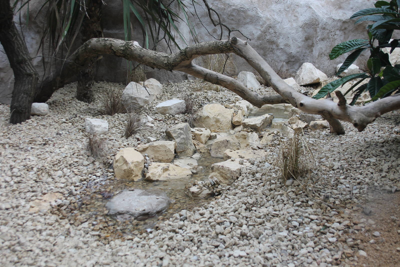 pool and stream Parrot Breeding Centre Chester Zoo 2015