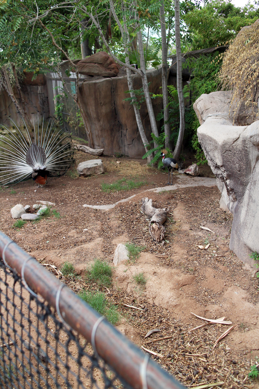 pool and waterfall GONE