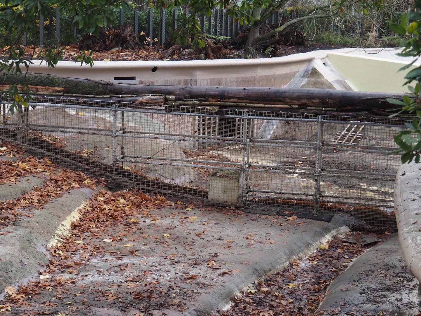 Pool barrier in the pygmy hippopotamus exhibit, 2025-11-30