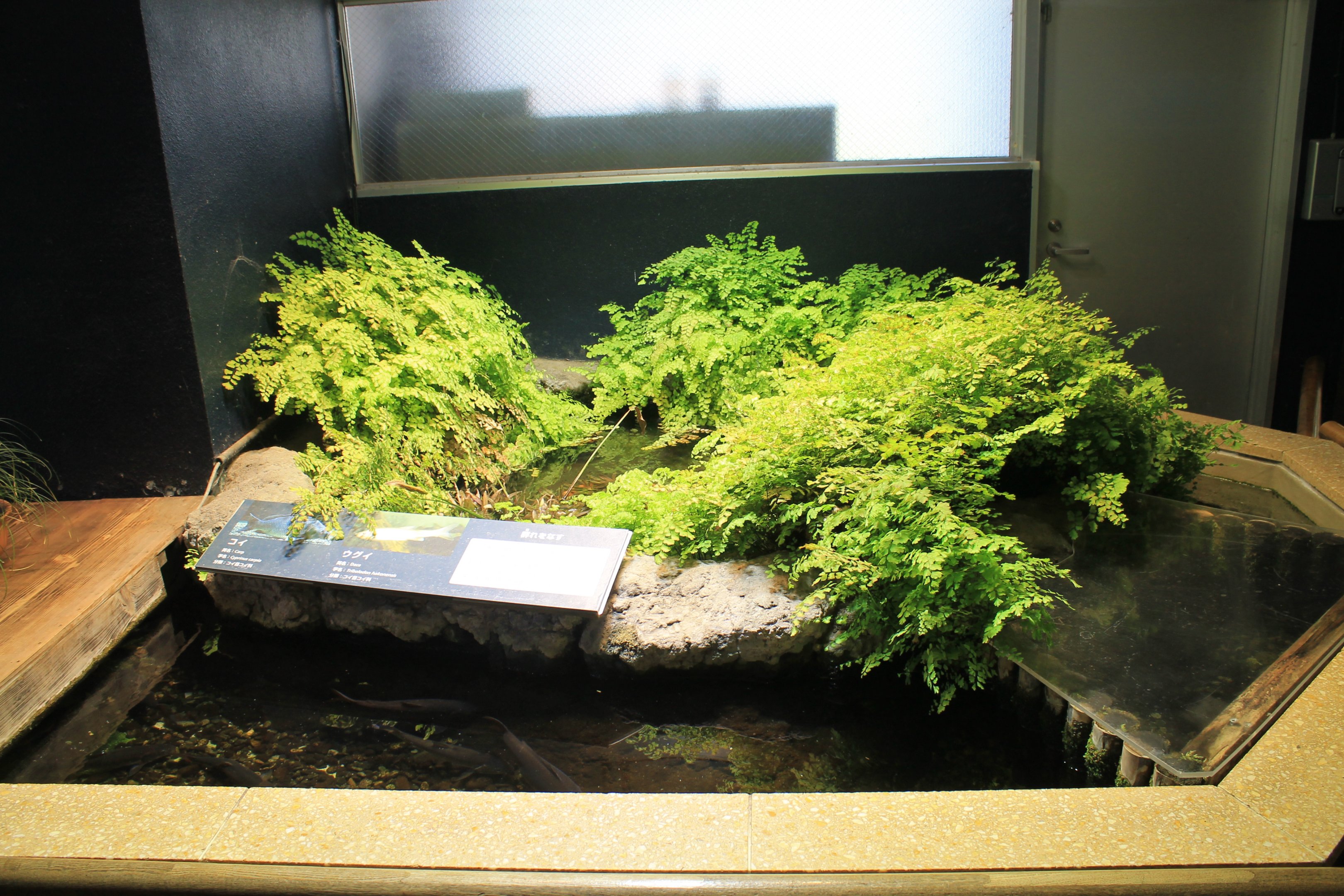 Pool exhibit for Common Carp and Japanese Dace