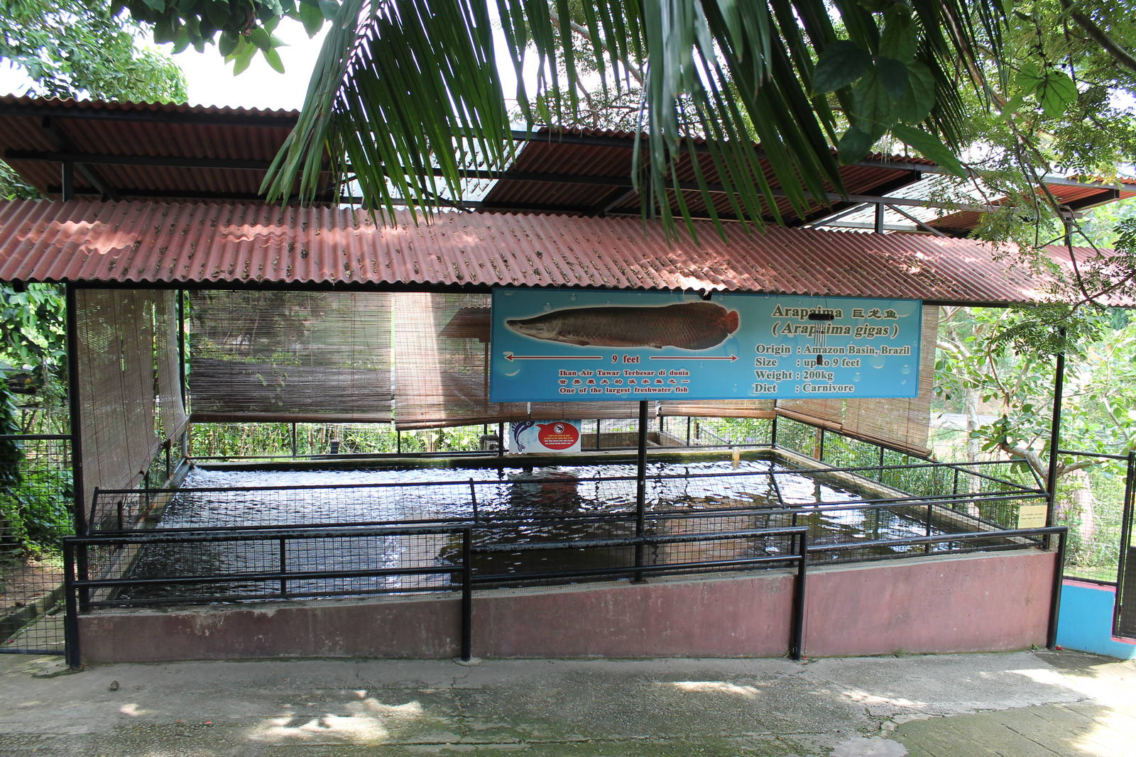 pool for arapaima (Arapaima gigas)