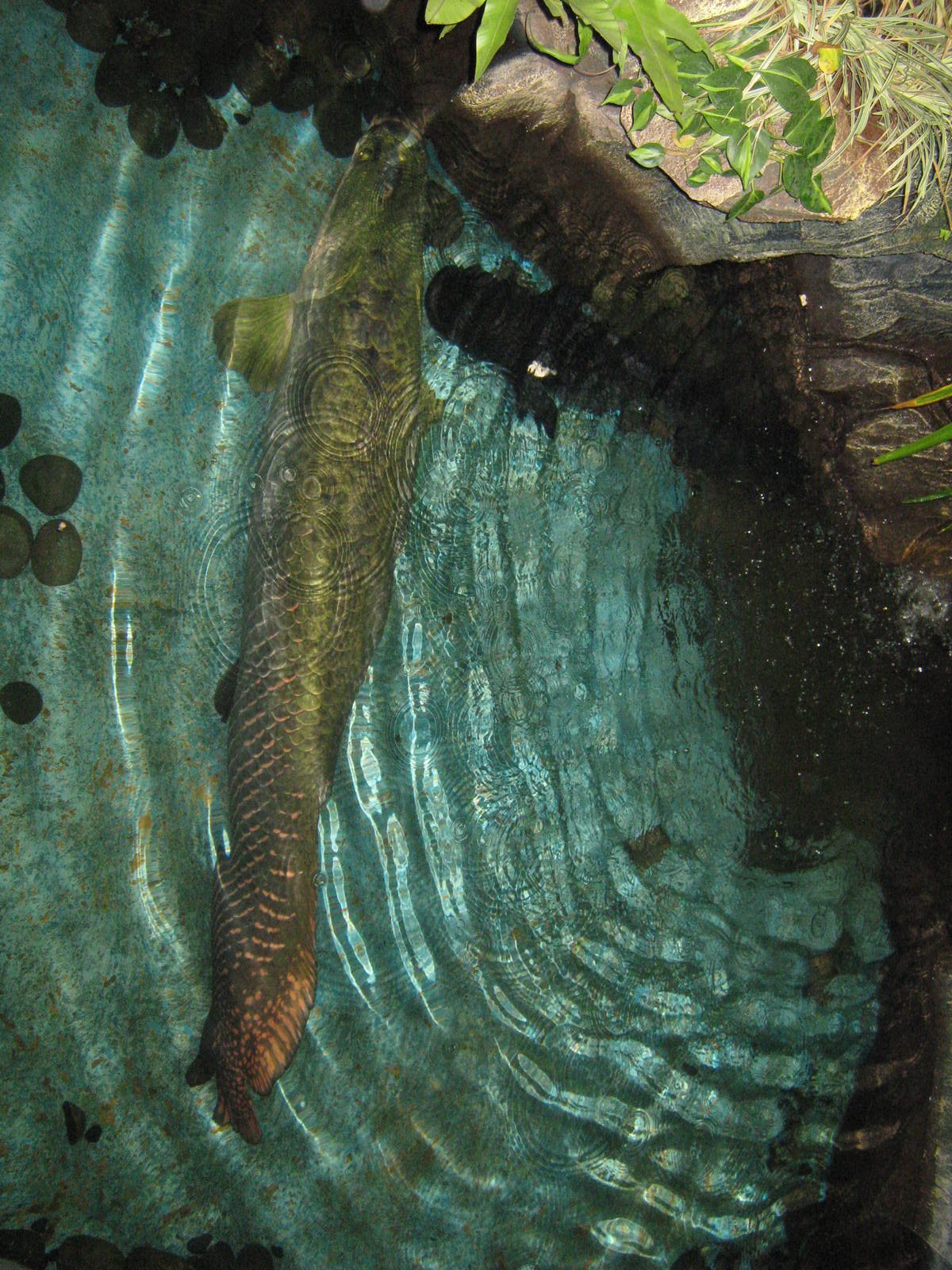 pool for Arapaima gigas at the Aquarium