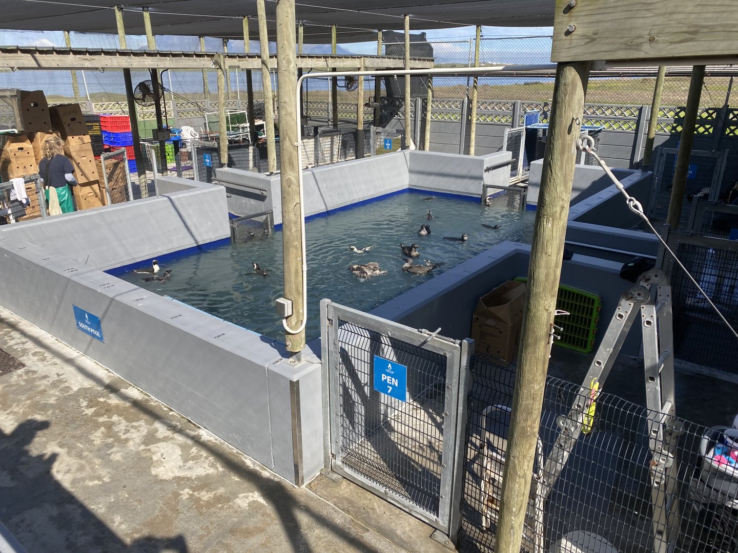 Pool for birds that were injured or evolved in oil spills