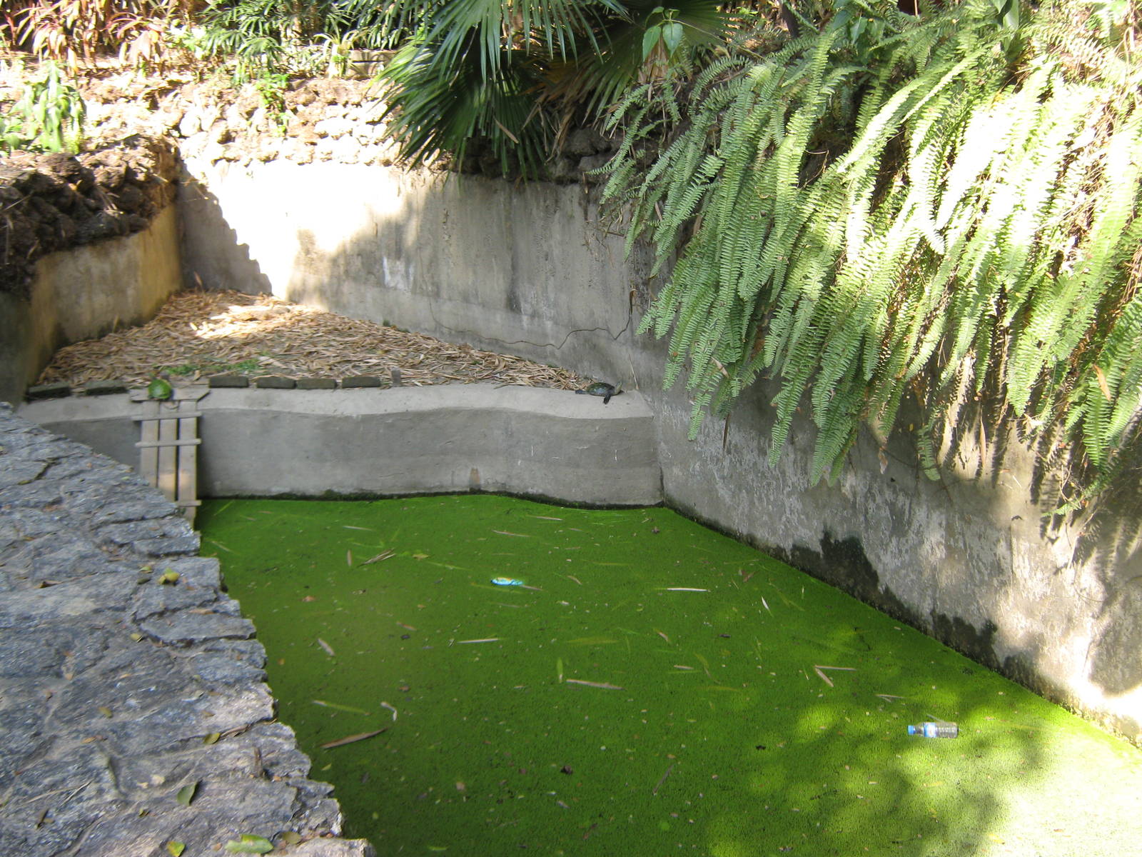 pool for Burmese Flap-shelled Turtles (Lissemys scutata)