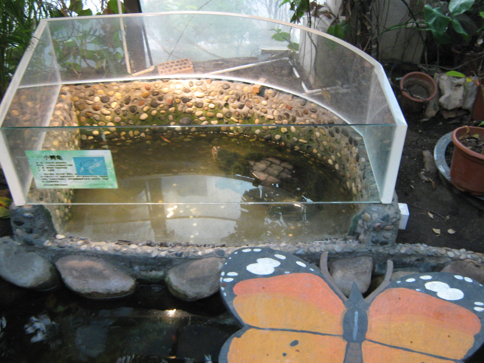 pool for common snapping turtle (Chelydra serpentina)