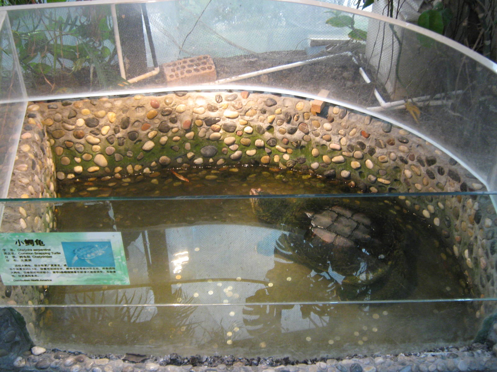 pool for common snapping turtle (Chelydra serpentina)