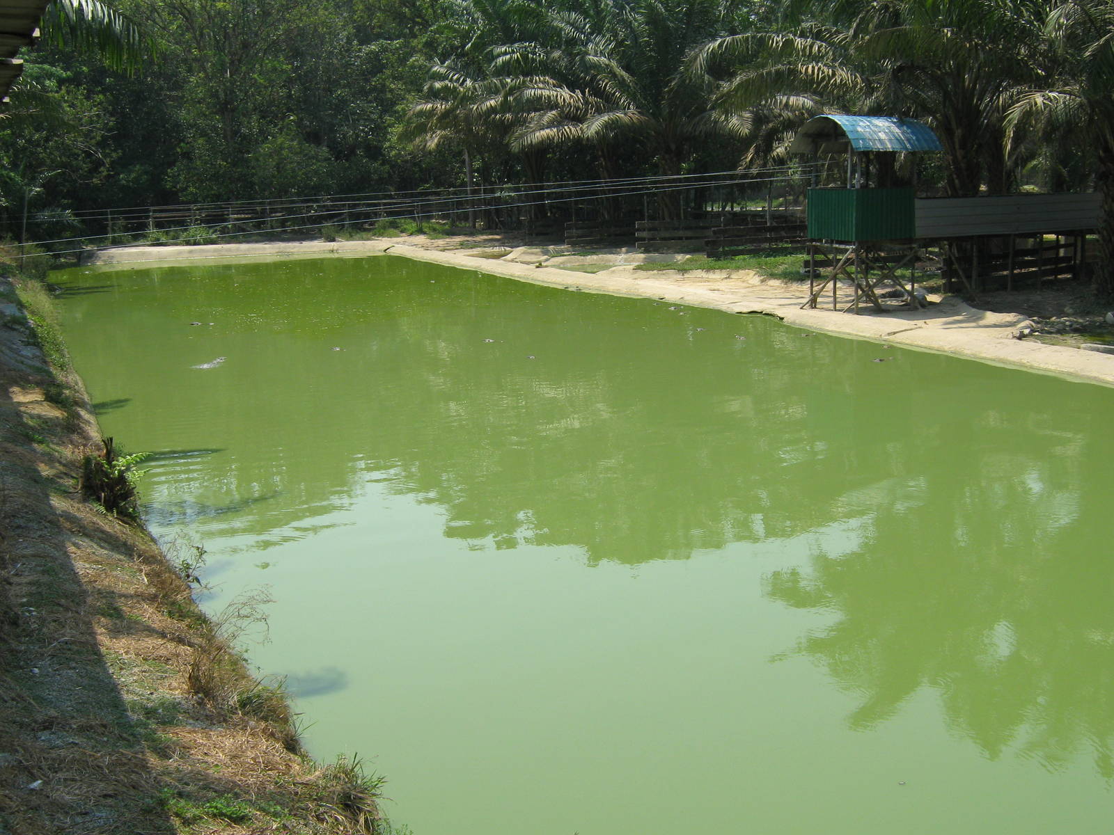 pool for false gharials