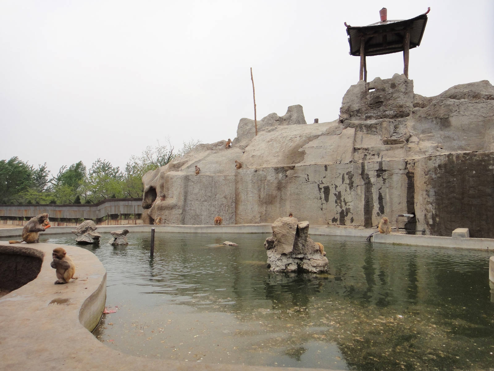 Pool for macaques