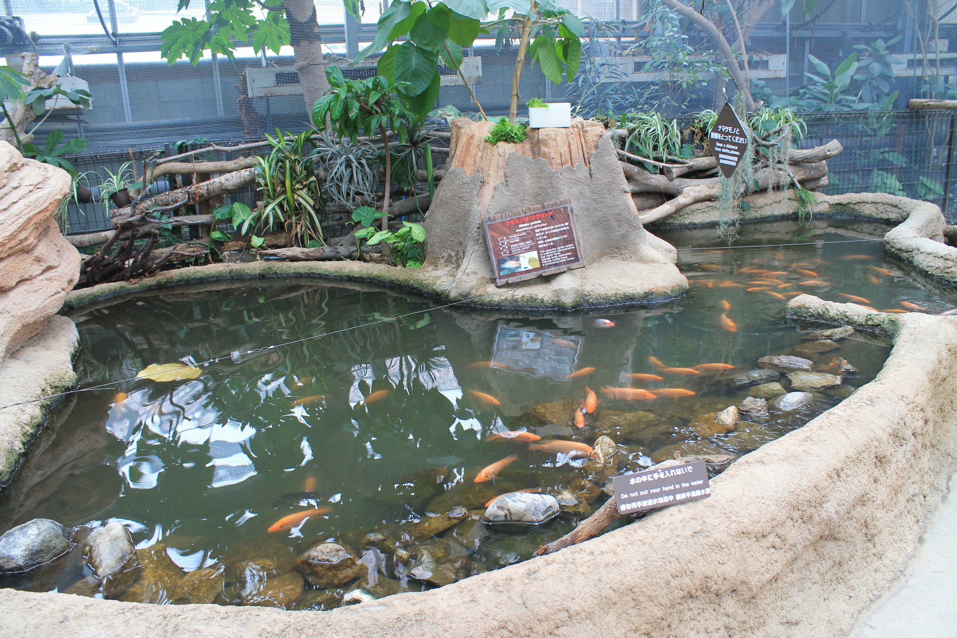 Pool for Midas Cichlids (Amphilophus citrinellus)